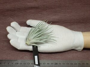 Tillandsia roseiflora チランジア・ロゼイフローラ■エアプランツEP★第四種送料別途★税別1円～!!