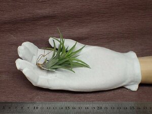 Tillandsia neglecta 'Giant' チランジア・ネグレクタ ジャイアント●エアプランツTI★第四種送料別途★税別1円～!!