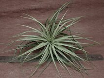 Tillandsia 'Houston' チランジア ヒューストン■エアプランツKK★第四種送料別途★税別1円～!!_画像3