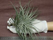 Tillandsia 'Houston' チランジア ヒューストン■エアプランツKK★第四種送料別途★税別1円～!!_画像1