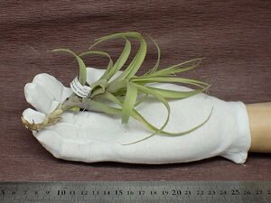 Tillandsia latifolia 'Caulescent' チランジア・ラティフォリア カウレッセント★エアプランツTI★第四種送料別途★税別1円～!!