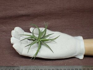 Tillandsia velutina チランジア・ベルティナ●エアプランツCO★第四種送料別途★税別1円～!!