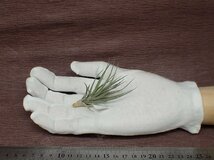 Tillandsia araujei 'Purple Star' チランジア・アラウジェイ パープルスター■エアプランツTI★第四種送料別途★税別1円～!!_画像1