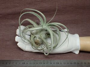 Tillandsia ehlersiana チランジア・エーレルシアナ★エアプランツEP★第四種送料別途★税別1円～!!