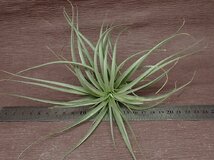 Tillandsia stricta 'Violet' チランジア・ストリクタ バイオレット★エアプランツTI★第四種送料別途★税別1円～!!_画像3