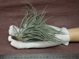 Tillandsia 'Houston' チランジア ヒューストン★エアプランツKK★第四種送料別途★税別1円～!!