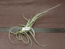 Tillandsia caliginosa chocolate flower チランジア・カリギノサ 茶花★エアプランツPR★第四種送料別途★税別1円～!!_画像2