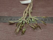 Tillandsia bryoides チランジア・ブリオイデス●エアプランツEP★第四種送料別途★税別1円～!!_画像3