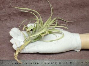 Tillandsia latifolia 'Caulescent' チランジア・ラティフォリア カウレッセント★エアプランツTI★第四種送料別途★税別1円～!!