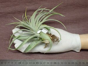 Tillandsia capitata 'Giant White' チランジア・カピタータ ジャイアントホワイト★エアプランツTI★第四種送料別途★税別1円～!!