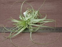 Tillandsia gardneri チランジア・ガルドネリ★エアプランツCO★第四種送料別途★税別1円～!!_画像3