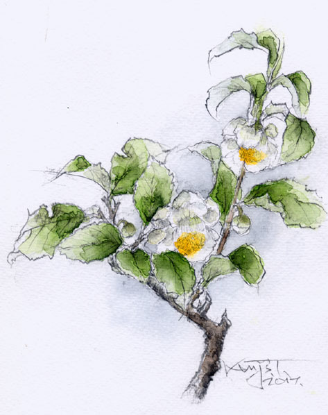 ■No. 6336 Tea Flowers by Kenji Tanaka / Comes with a gift!, Painting, watercolor, Nature, Landscape painting