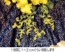 ★変形菌（粘菌）「モジホコリ」のパーフェクト実験セット（菌核セット）／自由研究にも最適／#25-05_画像9