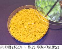 ★変形菌（粘菌）「モジホコリ」のパーフェクト実験セット（菌核セット）／自由研究にも最適／#25-05_画像7