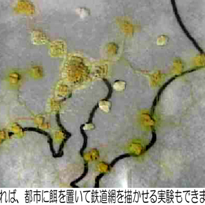 ◆変形菌（粘菌）「モジホコリ」の休眠体（菌核）・発芽試験済 ／ 自由研究にも最適 ／ #34-12の画像9