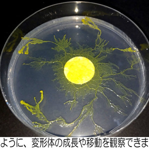 ◆変形菌（粘菌）「モジホコリ」の休眠体（菌核）・発芽試験済 ／ 自由研究にも最適 ／ #34-12の画像4