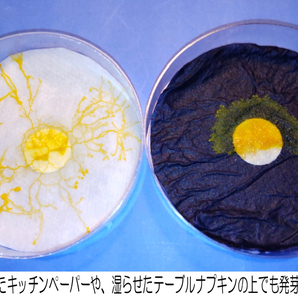 ◆変形菌（粘菌）「モジホコリ」の休眠体（菌核）・発芽試験済 ／ 自由研究にも最適 ／ #34-12の画像7