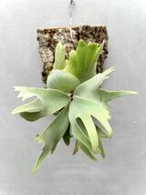 P. willinckii 'Blue Queen' (original pup) ウィリンキー【vandaka】ビカクシダ_画像2