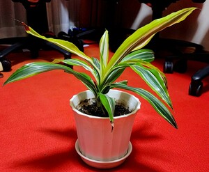 * dracaena *ma sun ge hole white .D. Massangeana white varigata * considerably. valuable goods..