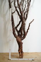 017 コミフォラ・モンストローサ Commiphora monstruosa ベアルート株_画像4