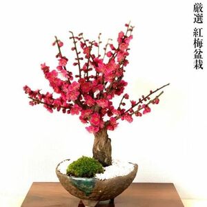 盆栽 梅 開花 大盃梅 紅梅 80～100個以上の蕾 樹齢5年 太幹 梅盆栽 樹形美と枝振りが抜群に良い迫力ある樹姿 盆栽 室内 初心者