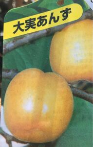 杏 大実あんず 苗木の商品画像