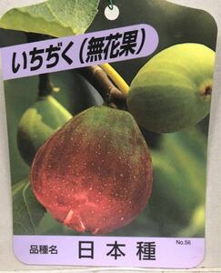 イチヂク(無花果)日本種苗木