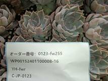 0123-fw255 フィオナ30個 ☆多肉植物　エケベリア　韓国_画像3