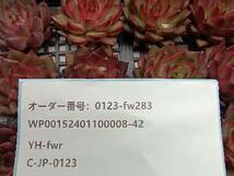0123-fw283 ゴールドドラゴン16個 ☆多肉植物　エケベリア　韓国_画像3