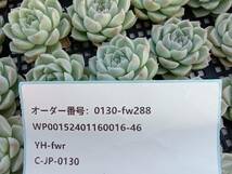 0130-fw288 ホワイトクイーン30個 ☆多肉植物　エケベリア　韓国_画像3