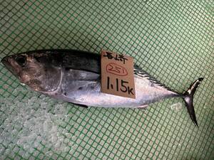 [ Nagasaki production ]sma*yaito(1.15k)( freezing stock goods ) sashimi OK 251