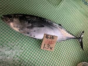 [ Nagasaki production ]sma*yaito(1.3k)( freezing stock goods ) sashimi OK 252