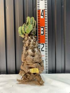 ユーフォルビア　ムランジーナ　Euphorbia mlanjeana No.10 現地株　抜き苗