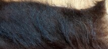 ●フライマテリアル●ヒグマの毛皮 端切れ（D27） 羆 熊 毛皮 / DIY　ハンドクラフト レザークラフト 毛鉤 毛針 フライ_画像5