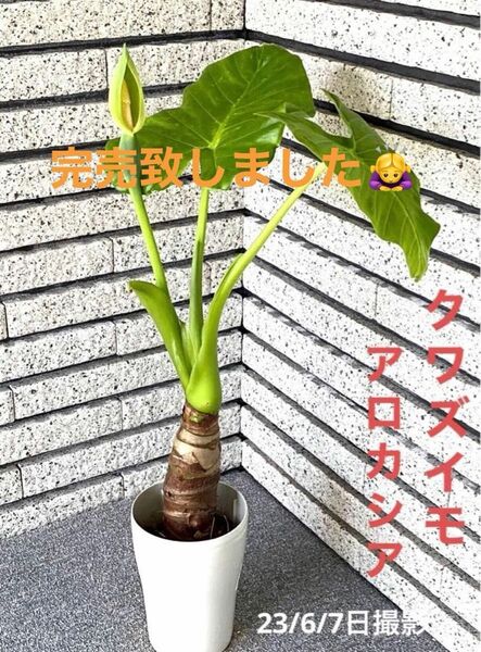 【現品】観葉植物 クワズイモ