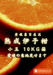 【熟成小玉伊予柑】10kg 家庭用　毎年大好評！農家直送　サイズ混合　訳ありみかん　農家直送　果物　産地直送　柑橘フルーツ　愛媛県産