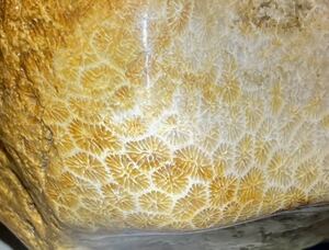インドネシア　ジャワ島産超巨石天然フォシルコーラル原2.18kg［珊瑚の化石］激レア石^ ^