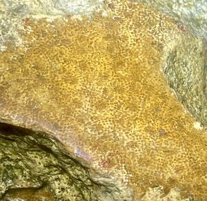 インドネシア　ジャワ島産超大きな天然フォシルコーラル原830g［珊瑚の化石］激レア石^ ^