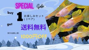 【吉Aqua】アビノ　イェロー　メタル　グッピー　熱帯魚　 1ペア　Buy 1お楽しみセット(2ペア)→送料無料 (上限1000円) ★死着補償有