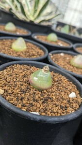 Conophytum_burgeriコノフィツム　ブルゲリ自家国産種子　　1房＝250粒前後　多肉植物 サボテン　