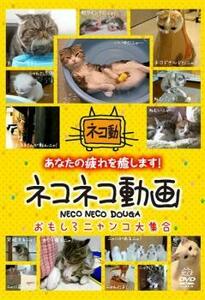 ネコネコ動画 おもしろニャンコ大集合 レンタル落ち 中古 DVD