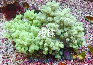 NO.7 トサカsp グリーン サンゴ