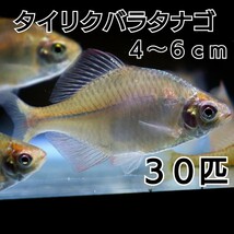 【めだかカンタービレ】【説明欄必読】☆天然採集☆タイリクバラタナゴ☆約4～6ｃｍ☆30匹☆ペット その他 水草 アクアリウム 観賞魚 餌 _画像1