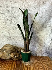 【Frontier Plants】【現品】ビルベルギア・オビワン　Billbergia Obi-Wan (Domingos Martins x La Noche)【B】