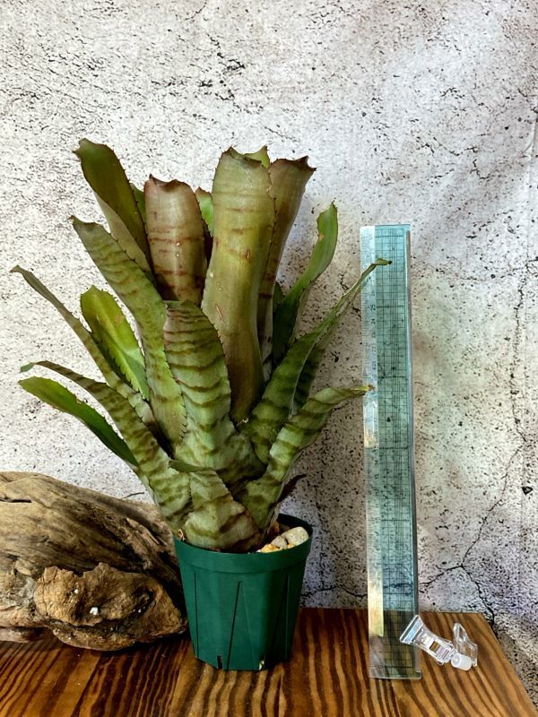 【Frontier Plants】【現品】エクメア・ヴァケイロ Aechmea Vaquero(maculata ( Red Form)xpineliana var. minuta) 【Frontier Plants】【現品】エクメア・ヴァケイロ Aechmea Vaquero(maculata ( Red Form)xpineliana var. minuta)