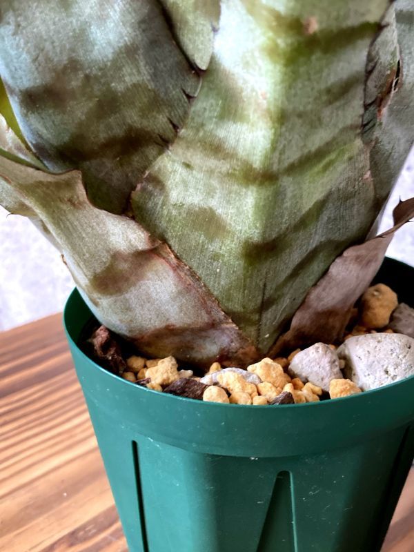 【Frontier Plants】【現品】エクメア・ヴァケイロ Aechmea Vaquero(maculata ( Red Form)xpineliana var. minuta) 【Frontier Plants】【現品】エクメア・ヴァケイロ Aechmea Vaquero(maculata ( Red Form)xpineliana var. minuta)