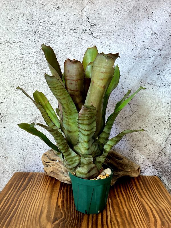 【Frontier Plants】【現品】エクメア・ヴァケイロ Aechmea Vaquero(maculata ( Red Form)xpineliana var. minuta) 【Frontier Plants】【現品】エクメア・ヴァケイロ Aechmea Vaquero(maculata ( Red Form)xpineliana var. minuta)