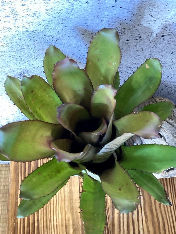 【Frontier Plants】【現品】エクメア・ヴァケイロ Aechmea Vaquero(maculata ( Red Form)xpineliana var. minuta) 【Frontier Plants】【現品】エクメア・ヴァケイロ Aechmea Vaquero(maculata ( Red Form)xpineliana var. minuta)