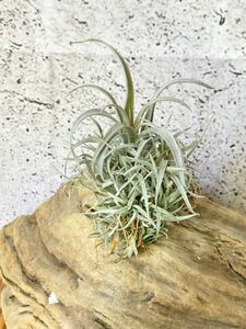 [Frontier Plants]chi Ran jia*kapita-ta* mauve ( mauve ) T. capitata Mauve air plant brome rear 