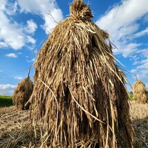 古代米『黒米』朝紫 700g 自家栽培 岩手県産 奥州市産 自家製米 天日干し_画像5